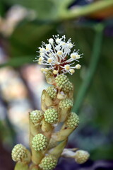 Runde Blüte einer Zimmeraralie