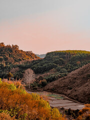 Obraz premium Autumn forest beautiful colored trees over the rice paddy field, Thailand