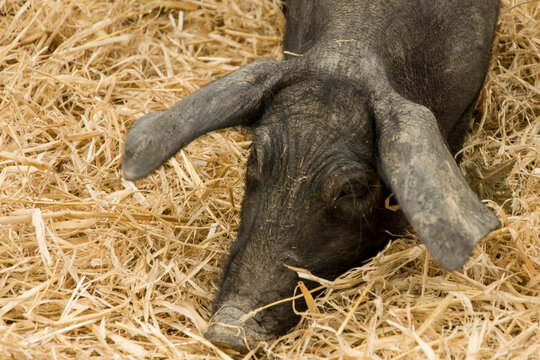 CERDO IB&Eacute;RICO NEGRO