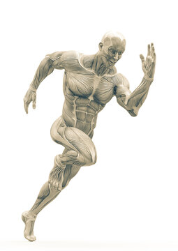 muscleman anatomy heroic body is running in white background