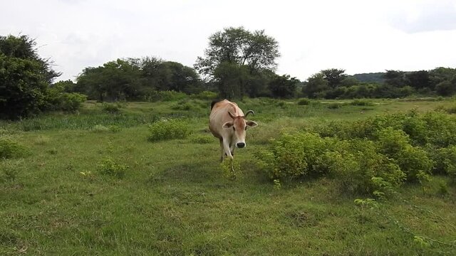 Cattle in green grass field, country side
