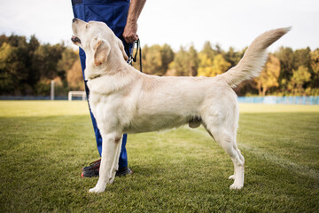 Time to study.Man training his dog.