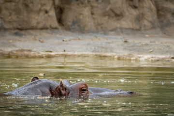 Head of a hippo swimming in a zoo