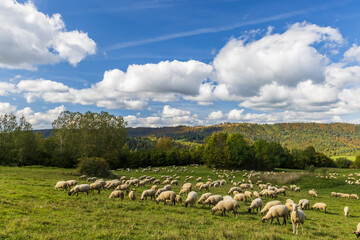 Obraz premium Sheep herd near Terchova, Mala Fatra, Slovakia