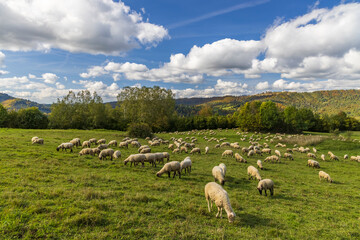 Fototapeta premium Sheep herd near Terchova, Mala Fatra, Slovakia