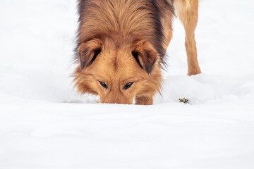 Big brown dog in winter looking for something in the snow