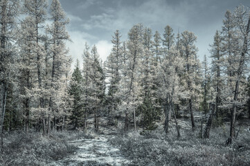 Road in the snow covered larch forest.
