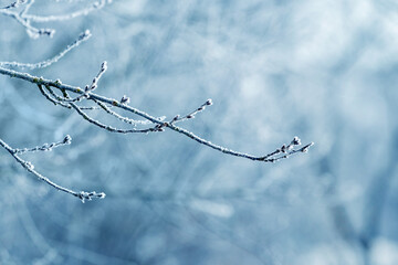 Frost covered tree branches in winter on a blurred background