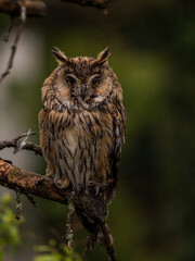 Obraz premium Waldkauz im Baum sitzend