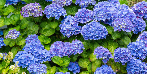 blue  flowers.