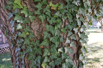 Green English Ivy Growing on Brown Tree Bark