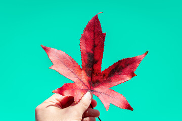 Hand holding a red autumnal leaf, on a water green background