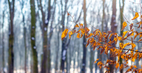 Tree branch with withered leaves in winter during thaw or late autumn in wet weather