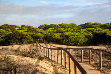 wooden walkway between the pines to reach the beach