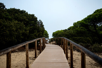 Naklejka na ściany i meble wooden walkway between the pines to reach the beach