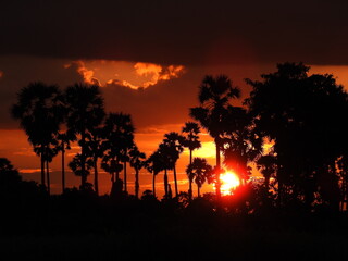 Fototapeta na wymiar Beautiful Sunset scene over tall palm trees, colourful sky light in the evening.
