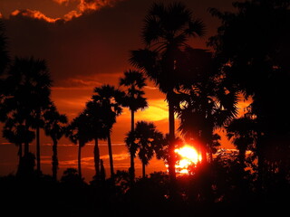 Beautiful Sunset scene over tall palm trees, colourful sky light in the evening.