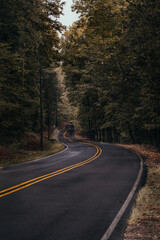 Winding road in woods