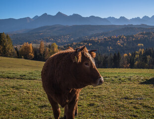 Pasące się jesienią krowy na polanie tatrzańskiej ze szczytami tatrzańskimi w tle. © slawjanek
