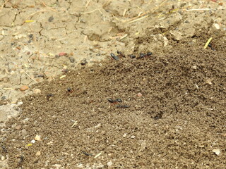 Black common ants (Camponotus compressus) native to india