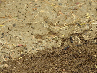 Black common ants (Camponotus compressus) native to india