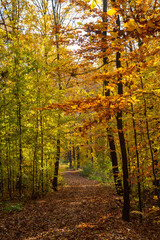 Autumn forest trail.