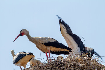 Stork in flight exercise