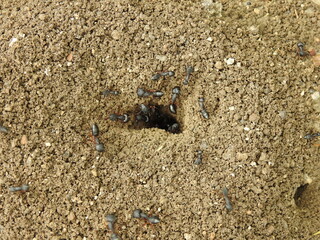 Black common ants (Camponotus compressus) native to india