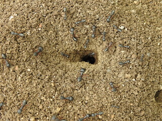 Black common ants (Camponotus compressus) native to india