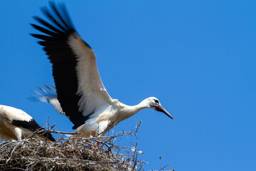 Stork in flight exercise