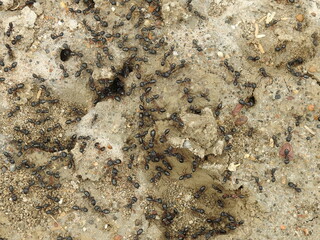 Black common ants (Camponotus compressus) native to india