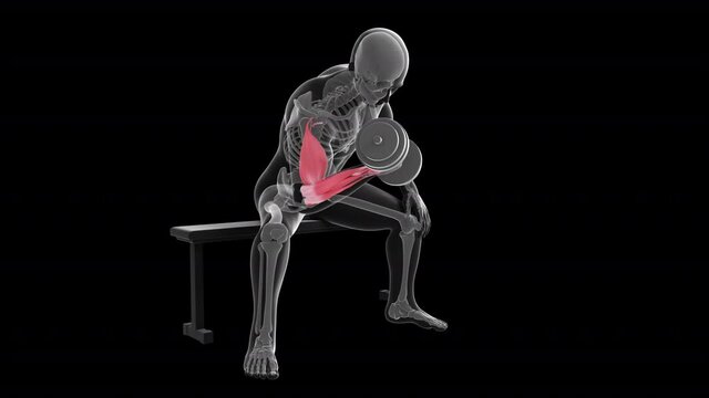 Dumbbell Concentration Curls