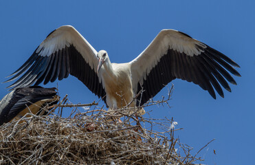 Stork in flight exercise