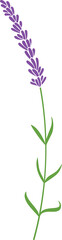 Lavender plant icon - vector illustration
