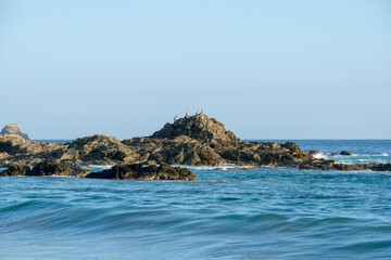 Roca con aves en la costa