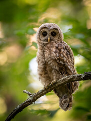 Barred Owlet in Maine 