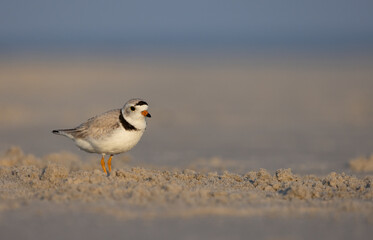 A piping plover on the beach 
