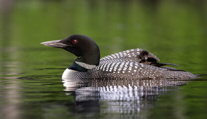 Common Loon in Maine 