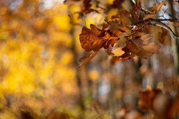 Soft focus background of oak leaves in late autumn. Classic lens bokeh effect.