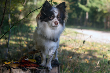 Chihuahua im Herbst Insel Rügen