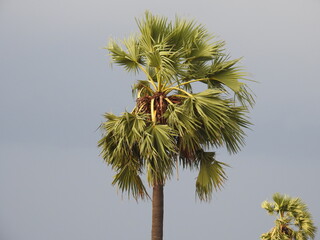 Obraz premium tall palm tree with sky background