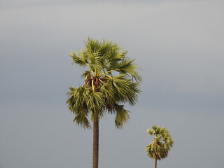 Obraz premium tall palm tree with sky background