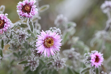 Fototapeta premium Lilac chrysanthemum flowers on a cold autumn morning with ice