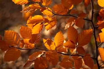 Wild autumn forest. Soft focus background. Classic lens bokeh effect. Hazel leaves.