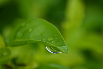 water drops on green leaf