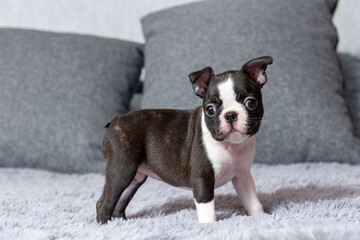 Portrait of a cute little Boston Terrier puppy standing on a bed