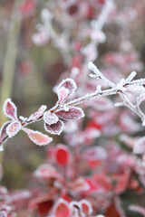 Autumn leaves on a branch in frost needles in the morning.