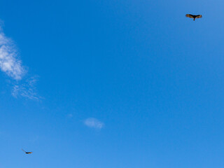 Aves