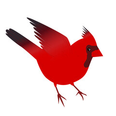 Red cardinal bird. Vector christmas red cardinal bird isolated on white background