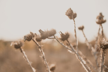 Arctium lappa, thorns dry plant in sunlight in a field in autumn season